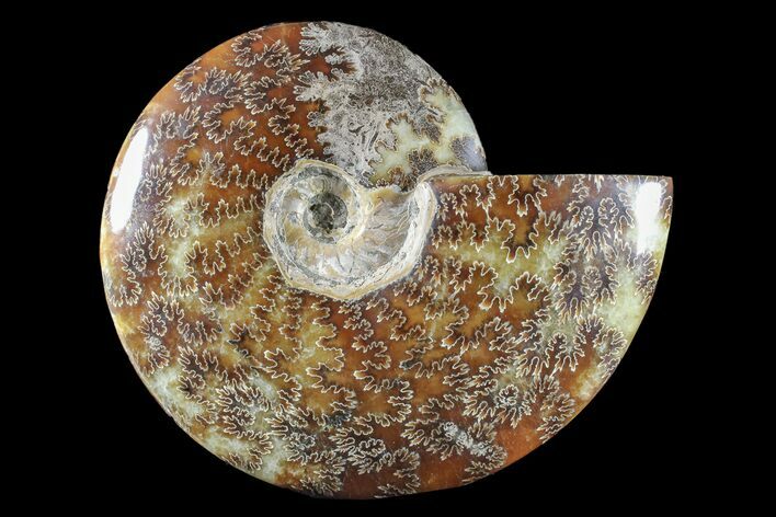 Polished Ammonite (Cleoniceras) Fossil - Madagascar #166396